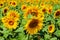 Sunflower field. Agricultural background. Oilseed agricultural crop