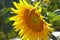 Sunflower in the field, agricultural plants