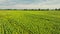 sunflower field agriculture aerial view blooming harvest yellow food corn