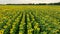 sunflower field agriculture aerial view blooming harvest yellow food corn