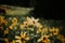 Sunflower field in albion basin