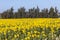 Sunflower field in Almonte, Andalusia, Spain