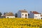 Sunflower field in Almonte, Andalusia, Spain