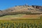 Sunflower field, Andalusia, Spain.