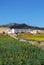 Sunflower field, Andalusia, Spain.