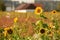 A sunflower field in autumn in the Salzkammergut