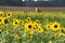 A sunflower field in autumn in the Salzkammergut with a tractor in the background