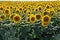 Sunflower field in Babadag, Romania.