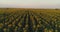 Sunflower field background on summer sunset. Aerial view from drone of yellow sunflowers field.