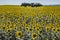 Sunflower field in in backlight over clean blue sky with holm oak tres in the middle