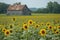 A sunflower field with a barn in the background, creating a scenic rural landscape, A sunflower field with an old wooden barn in