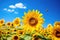 Sunflower field with bees. Sunflower blooming in summer, Busy bees collecting pollen from a field of sunflowers, AI Generated