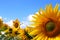 Sunflower field with blue sky