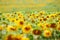 Sunflower field - bright yellow flowers, beautiful summer landscape