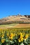 Sunflower field and castle ruin, Teba, Spain.