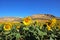 Sunflower field and castle ruin, Teba, Spain.