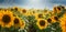 Sunflower field with cloudy blue sky. Beautiful summer landscape