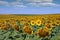 Sunflower field country landscape