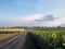 Sunflower field in the countryside. Ukrainian fertile soil that supplies the whole world with sunflower oil. Dirt road in the