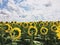 Sunflower field in the countryside. Ukrainian fertile soil that supplies the whole world with sunflower oil. Rural field with