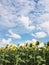 Sunflower field in the countryside. Ukrainian fertile soil that supplies the whole world with sunflower oil. Rural field with