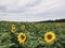 Sunflower field in the countryside. Ukrainian fertile soil that supplies the whole world with sunflower oil. Rural field with