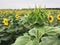 Sunflower field in the countryside. Ukrainian fertile soil that supplies the whole world with sunflower oil. Rural field with