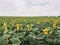 Sunflower field in the countryside. Ukrainian fertile soil that supplies the whole world with sunflower oil. Rural field with