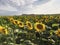 Sunflower field in the countryside. Ukrainian fertile soil that supplies the whole world with sunflower oil. Rural field with