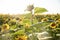 Sunflower field in the countryside. Ukrainian fertile soil that supplies the whole world with sunflower oil. Rural field with