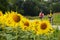 A sunflower field on the Danube Cycle Path with cyclists in the background