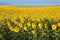 Sunflower field at dawn in flowering stage.