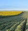 Sunflower field at dawn next to soybean field