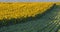 Sunflower field at dawn next to soybean field in flowering stage.