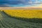 Sunflower field at dawn next to soybean field in flowering stage.