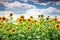 Sunflower field and the dramatic sky