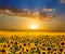 Sunflower field at the dramatic sunset