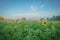 Sunflower field in the early morning