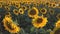 Sunflower field in the early morning at sunrise. Wonderful panoramic view