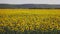 Sunflower field in the early morning at sunrise. Wonderful panoramic view