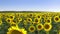 Sunflower field in the early morning at sunrise. Wonderful panoramic view