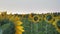 Sunflower field in the early morning at sunrise. Wonderful panoramic view