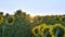 Sunflower field in the early morning at sunrise. Wonderful panoramic view