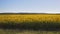 Sunflower field in the early morning at sunrise. Wonderful panoramic view