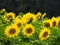 Sunflower field in the Eastern Fingerlakes NYS