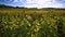 Sunflower field in the farm