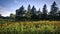 Sunflower field in the farm in Ontario, Canada