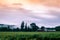 Sunflower field on the farm at sunset after the storms