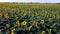Sunflower field. Field blooming sunflowers. Flying flowers blooming sunflowers