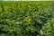 Sunflower field, the first opened flower on the field of green sunflower buds